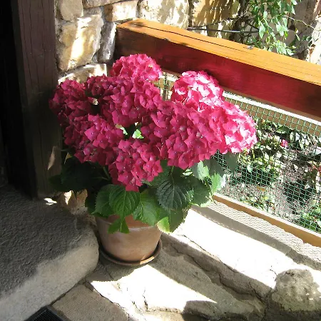 Han/Misafirhane Torcaz Cahecho